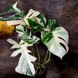 Variegated Gift Plant 