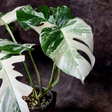 White Monstera Albo 