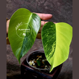 Variegated Monstera Aurea