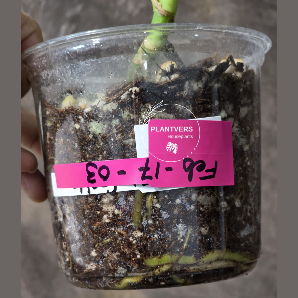 variegated baby plant