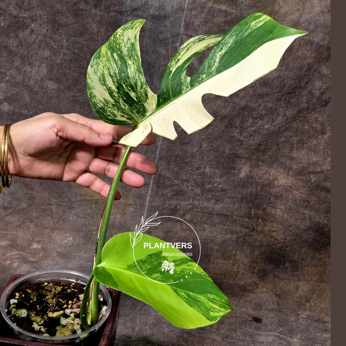 Monstera Aurea Plant