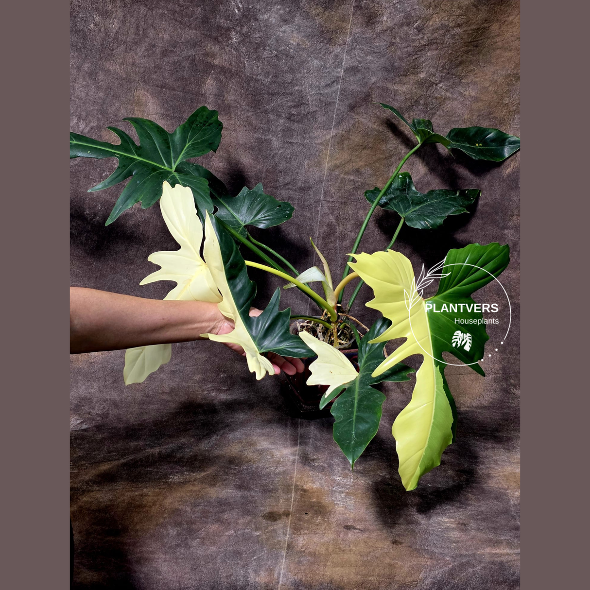 Golden Dragon Live Plant