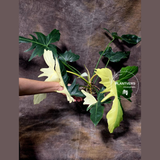 Golden Dragon Live Plant