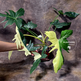 rare collector plant