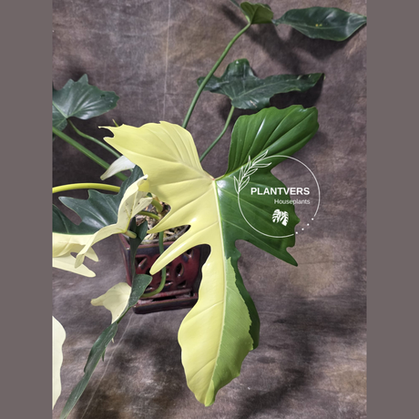 Dragon Philodendron
