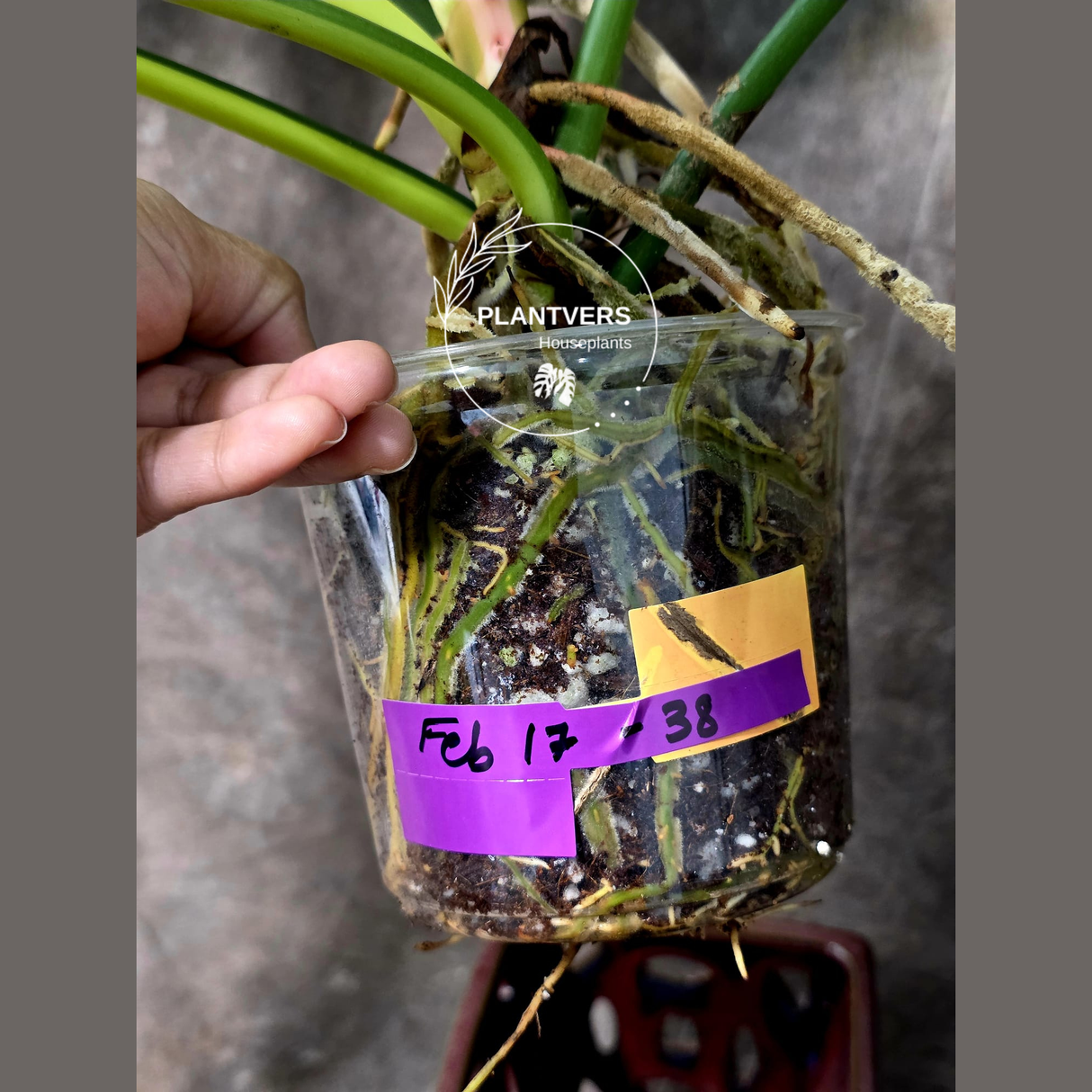 Philodendron Golden Dragon - Variegated Collector Rare Indoor Plant - Exact Pot - US Seller