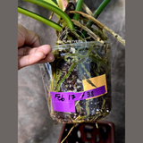 Philodendron Golden Dragon - Variegated Collector Rare Indoor Plant - Exact Pot - US Seller