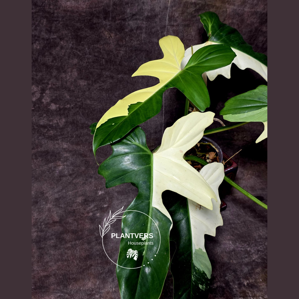 Philodendron Golden Dragon Live Plant - Variegated Collector Rare Indoor Plant - Exact Pot - US Seller