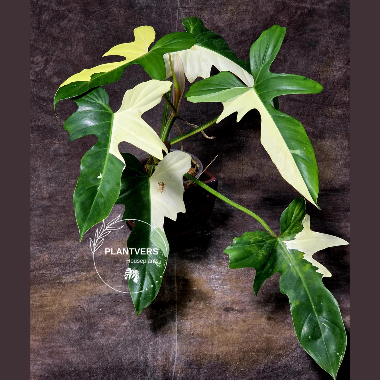 rare collector plant