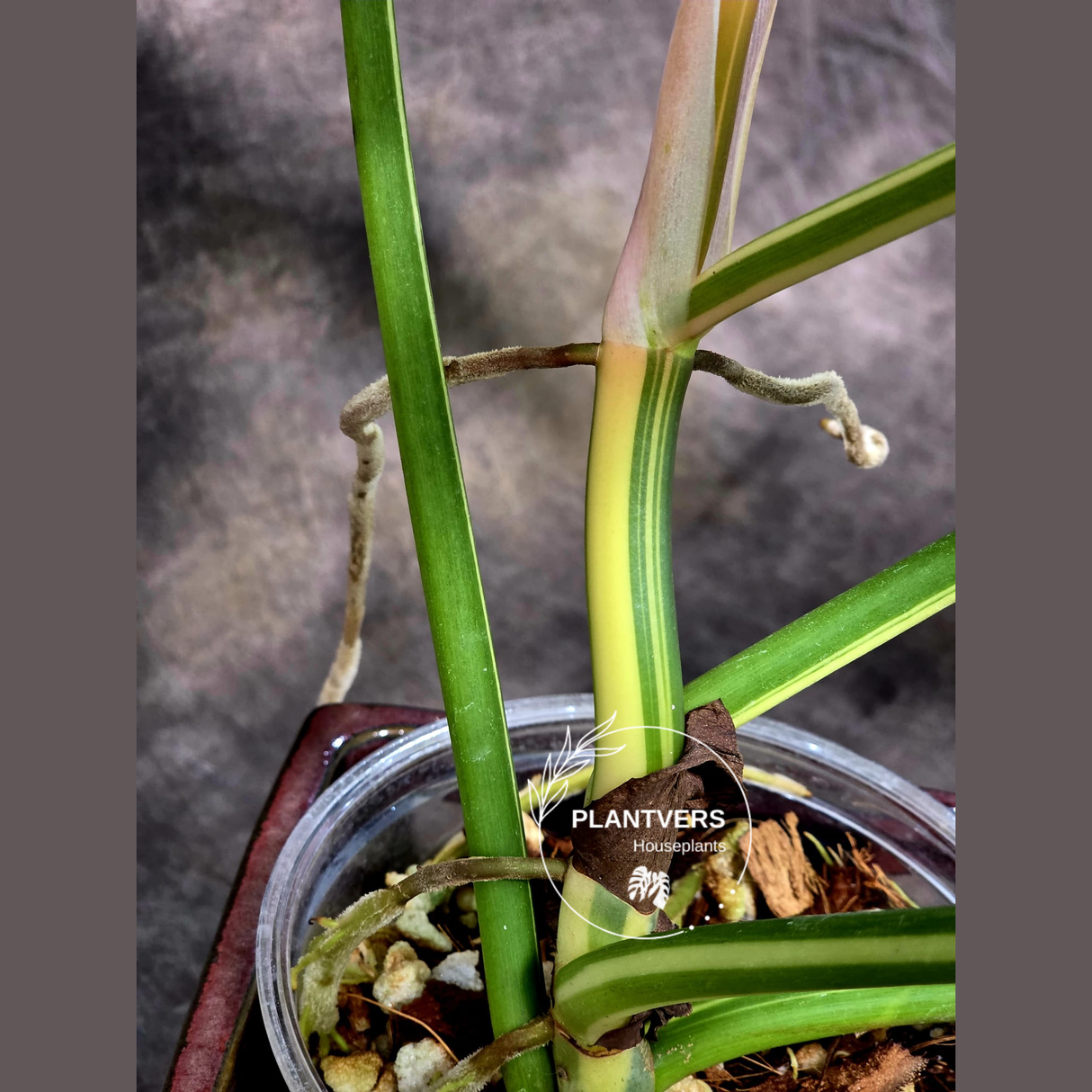 Philodendron Golden Dragon Live Plant - Variegated Collector Rare Indoor Plant - Exact Pot - US Seller