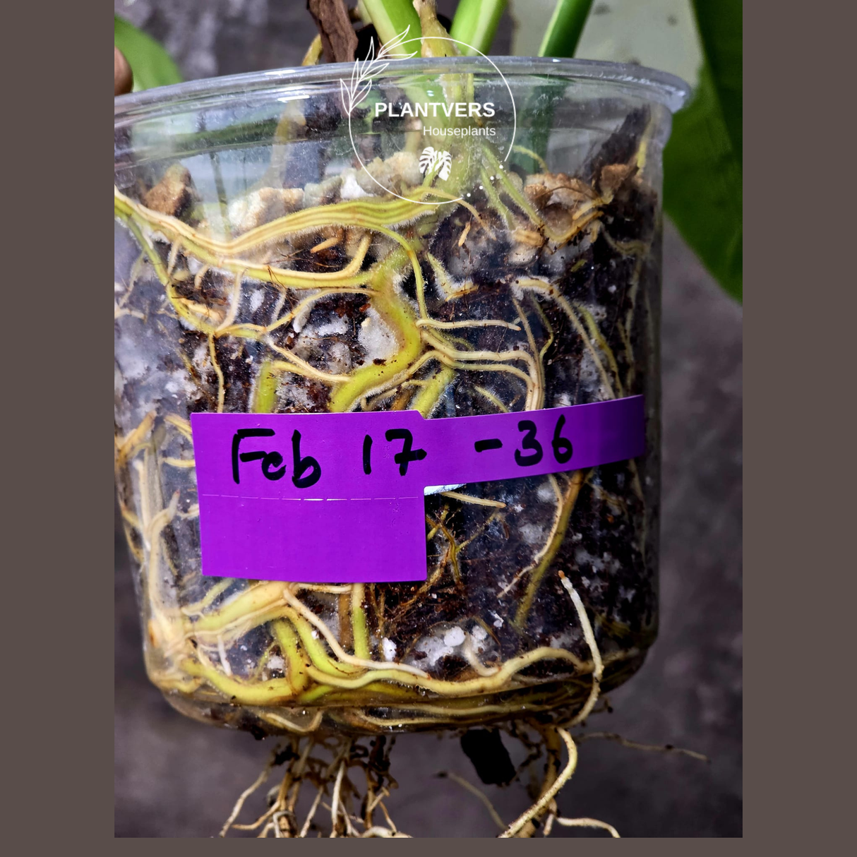 Philodendron Golden Dragon Live Plant - Variegated Collector Rare Indoor Plant - Exact Pot - US Seller