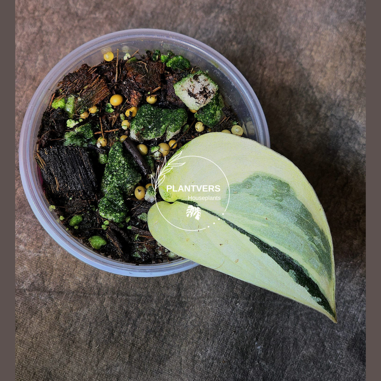 Rare Variegated Plant