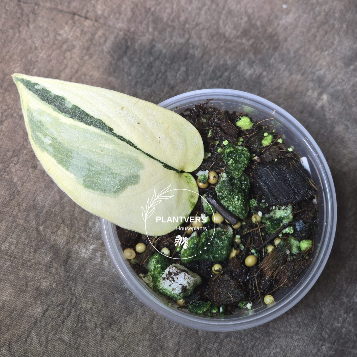 Scindapsus Mayari Plant