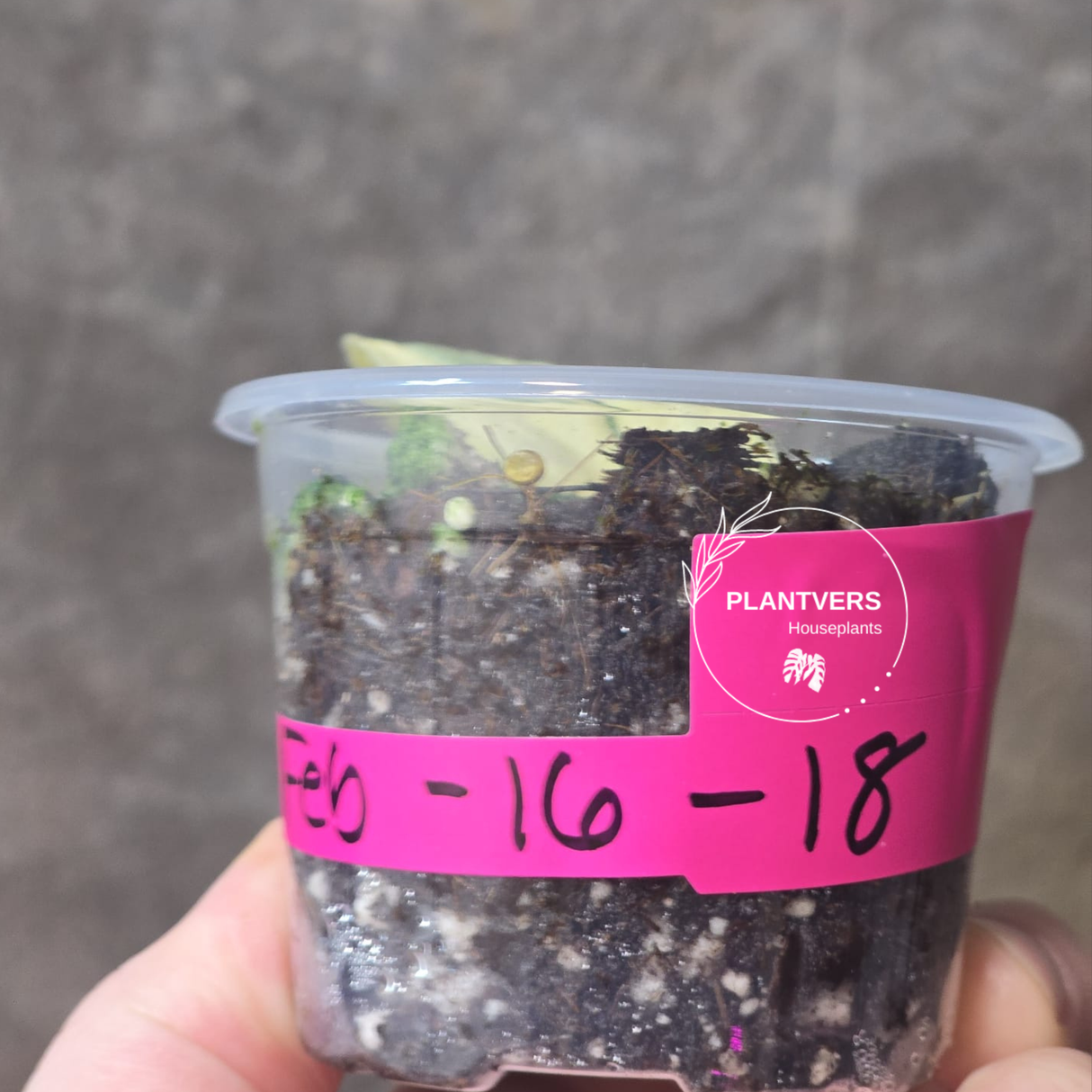 Variegated Scindapsus Mayari Plant - Rare Collector Plant - EXACT Plant - US Seller