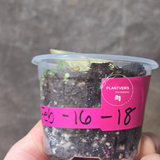 Variegated Scindapsus Mayari Plant - Rare Collector Plant - EXACT Plant - US Seller