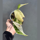 High Variegated Monstera Lechleriana Plant - Rare Live Indoor Plant - Same Plant