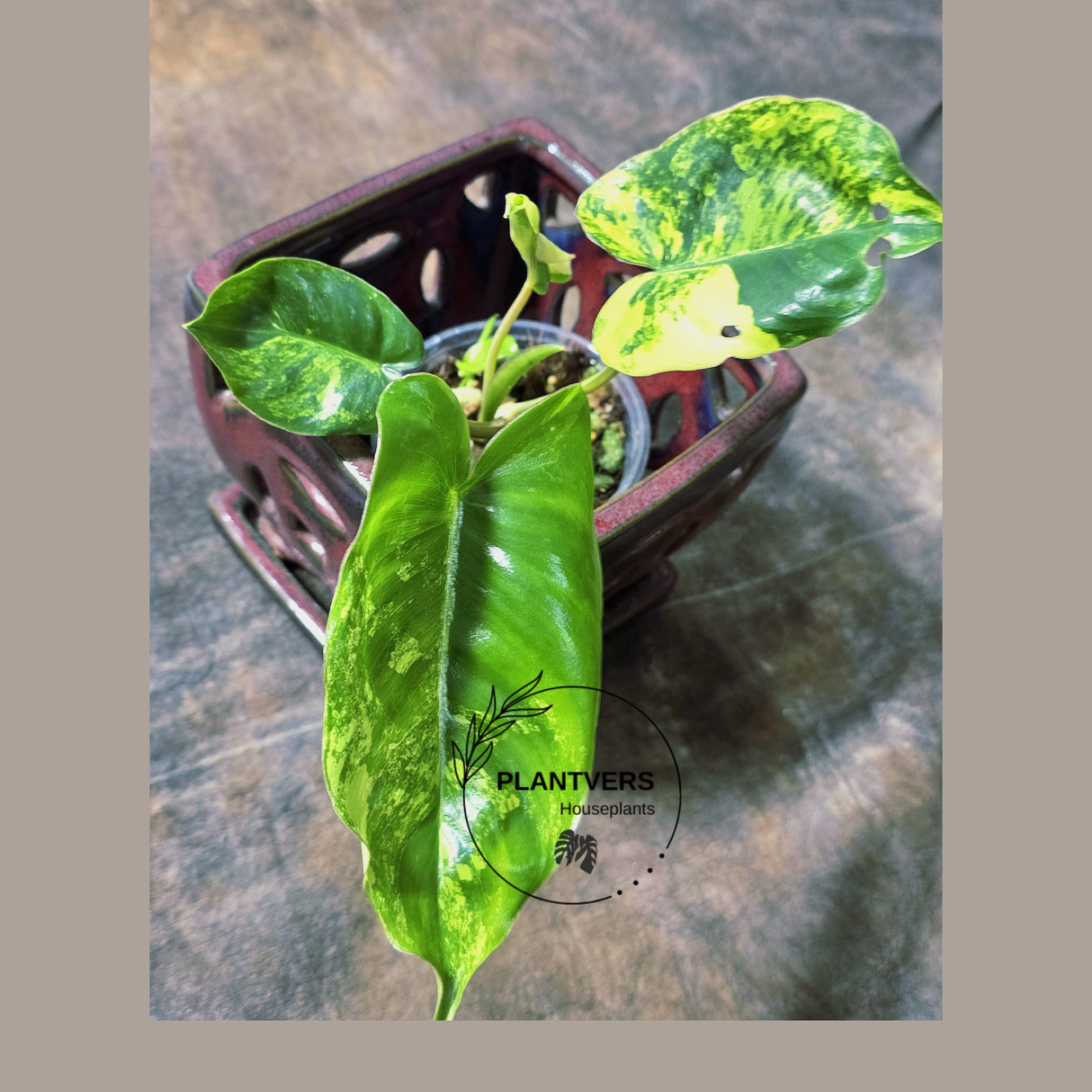 Variegated Burle Marx Philodendron Plant - Tropical Houseplant - Rare EXACT Plant - US Seller