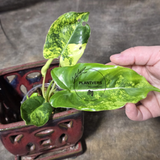 Variegated Burle Marx Philodendron Plant - Tropical Houseplant - Rare EXACT Plant - US Seller