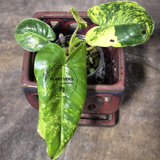 Variegated Burle Marx Philodendron Plant - Tropical Houseplant - Rare EXACT Plant - US Seller