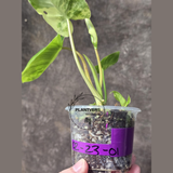 Variegated Burle Marx Philodendron Plant - Tropical Houseplant - Rare EXACT Plant - US Seller