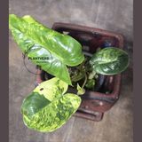 Variegated Burle Marx Philodendron Plant - Tropical Houseplant - Rare EXACT Plant - US Seller