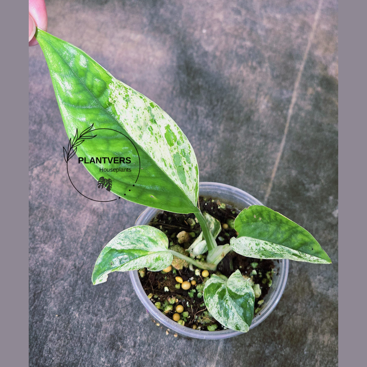 RARE Variegated Epipremnum Pinnatum Albo Plant in a Nursery Pot - Exact SAME Plant - US Seller
