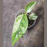 RARE Variegated Epipremnum Pinnatum Albo Plant in a Nursery Pot - Exact SAME Plant - US Seller