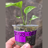 RARE Variegated Epipremnum Pinnatum Albo Plant in a Nursery Pot - Exact SAME Plant - US Seller