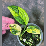 Variegated Monstera Peru - Live Rare Houseplants - Rare Collector Plant - US Seller