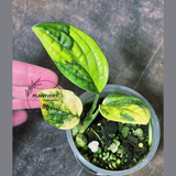 Variegated Monstera Peru - Live Rare Houseplants - Rare Collector Plant - US Seller