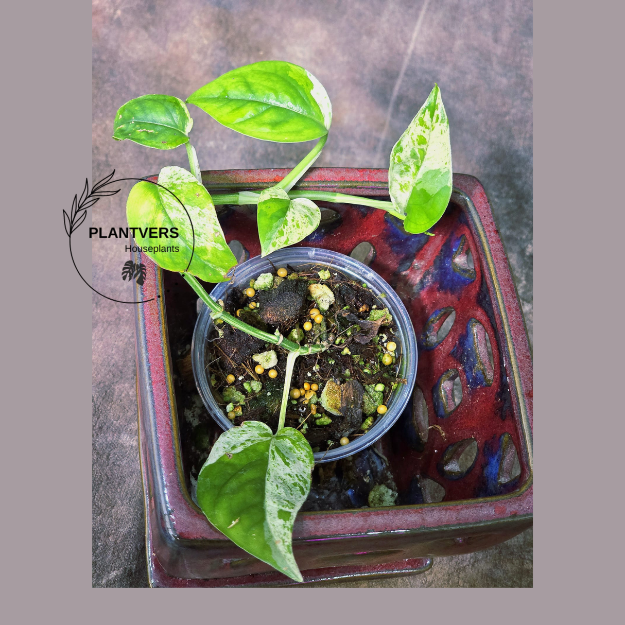 RARE Variegated Epipremnum Pinnatum Albo Plant - Exact SAME Plant - US Seller