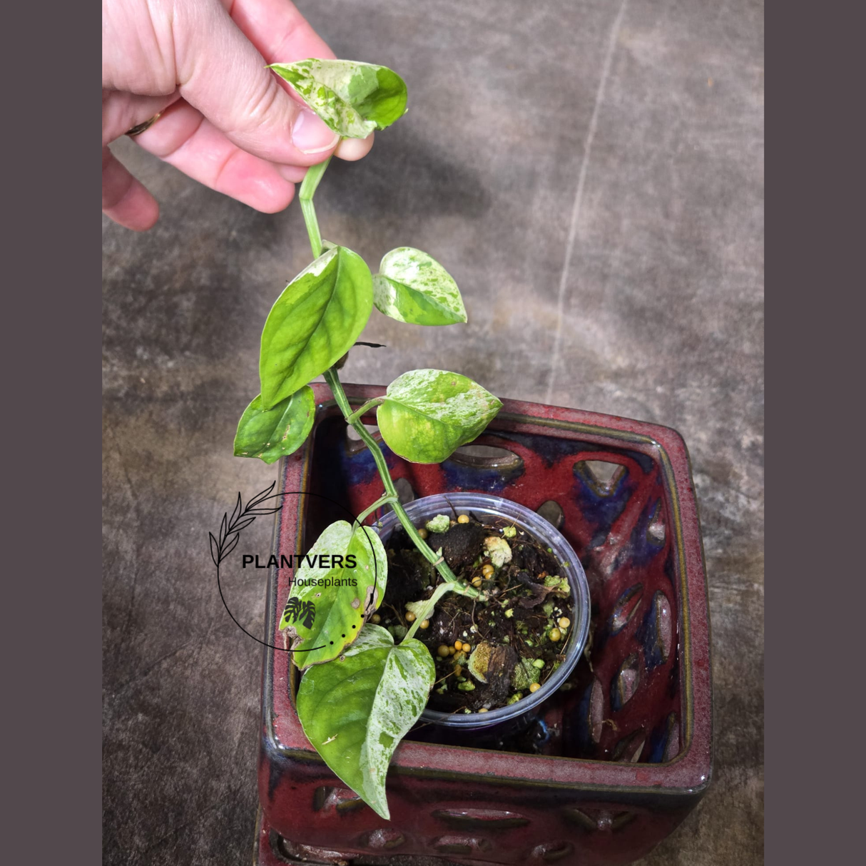 RARE Variegated Epipremnum Pinnatum Albo Plant - Exact SAME Plant - US Seller