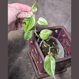RARE Variegated Epipremnum Pinnatum Albo Plant - Exact SAME Plant - US Seller