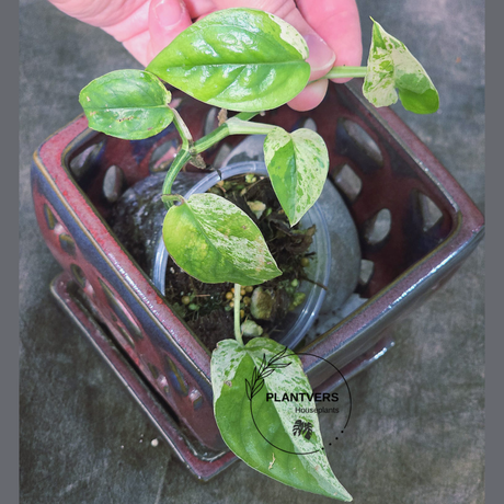 RARE Variegated Epipremnum Pinnatum Albo Plant - Exact SAME Plant - US Seller