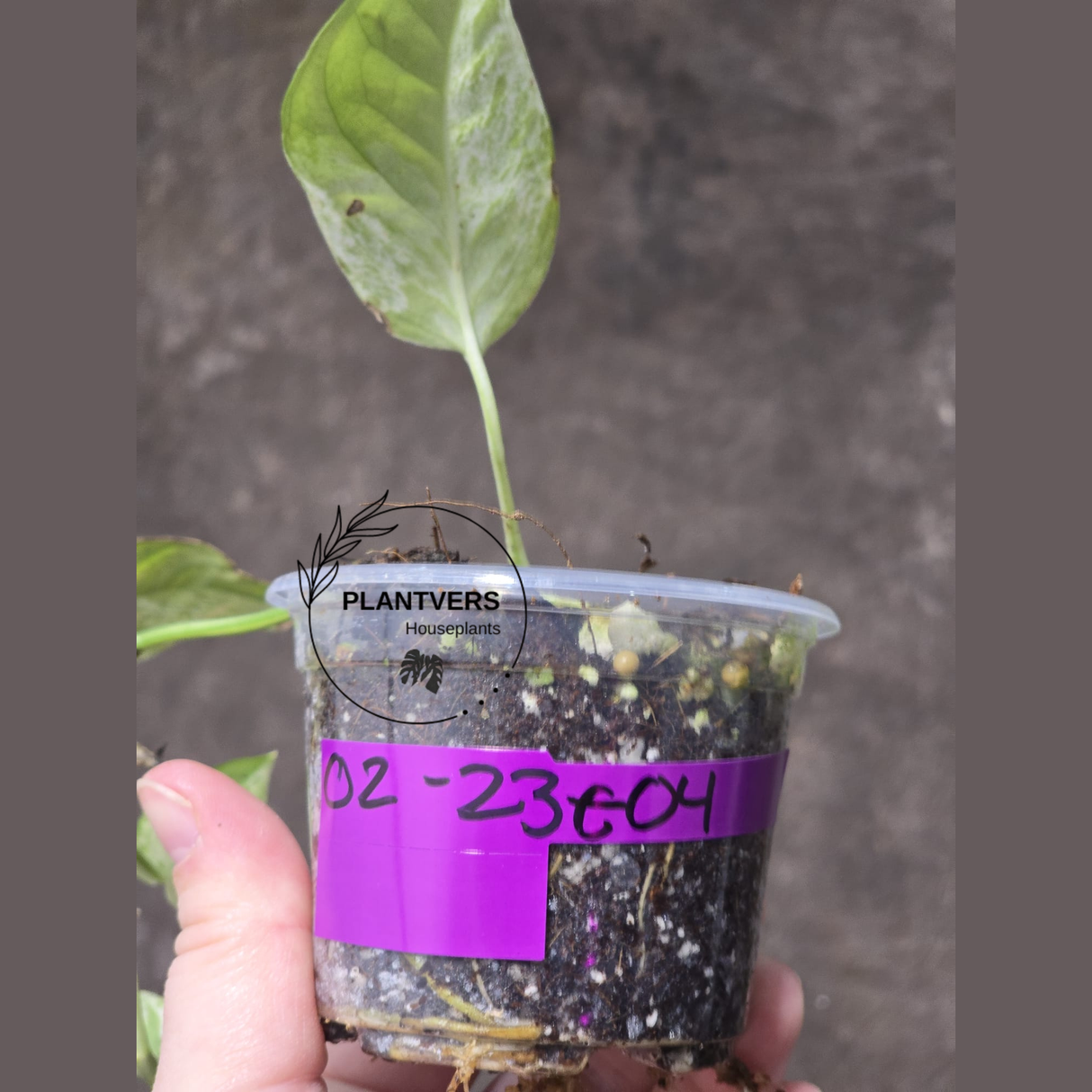 RARE Variegated Epipremnum Pinnatum Albo Plant - Exact SAME Plant - US Seller