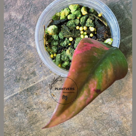 High Variegated Philodendron Strawberry Shake - Rare Collector Plant - Exact Plant - US Seller