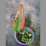 High Variegated Philodendron Strawberry Shake - Rare Collector Plant - Exact Plant - US Seller