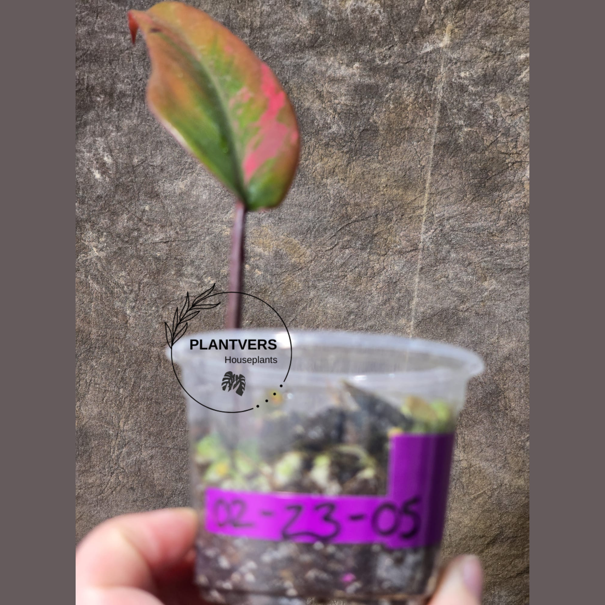High Variegated Philodendron Strawberry Shake - Rare Collector Plant - Exact Plant - US Seller