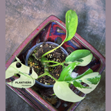 Variegated Rhaphidophora Tetrasperma Albo - Rare Collector Plant - Exact SAME Plant - US Seller