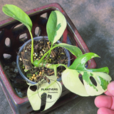 Variegated Rhaphidophora Tetrasperma Albo - Rare Collector Plant - Exact SAME Plant - US Seller