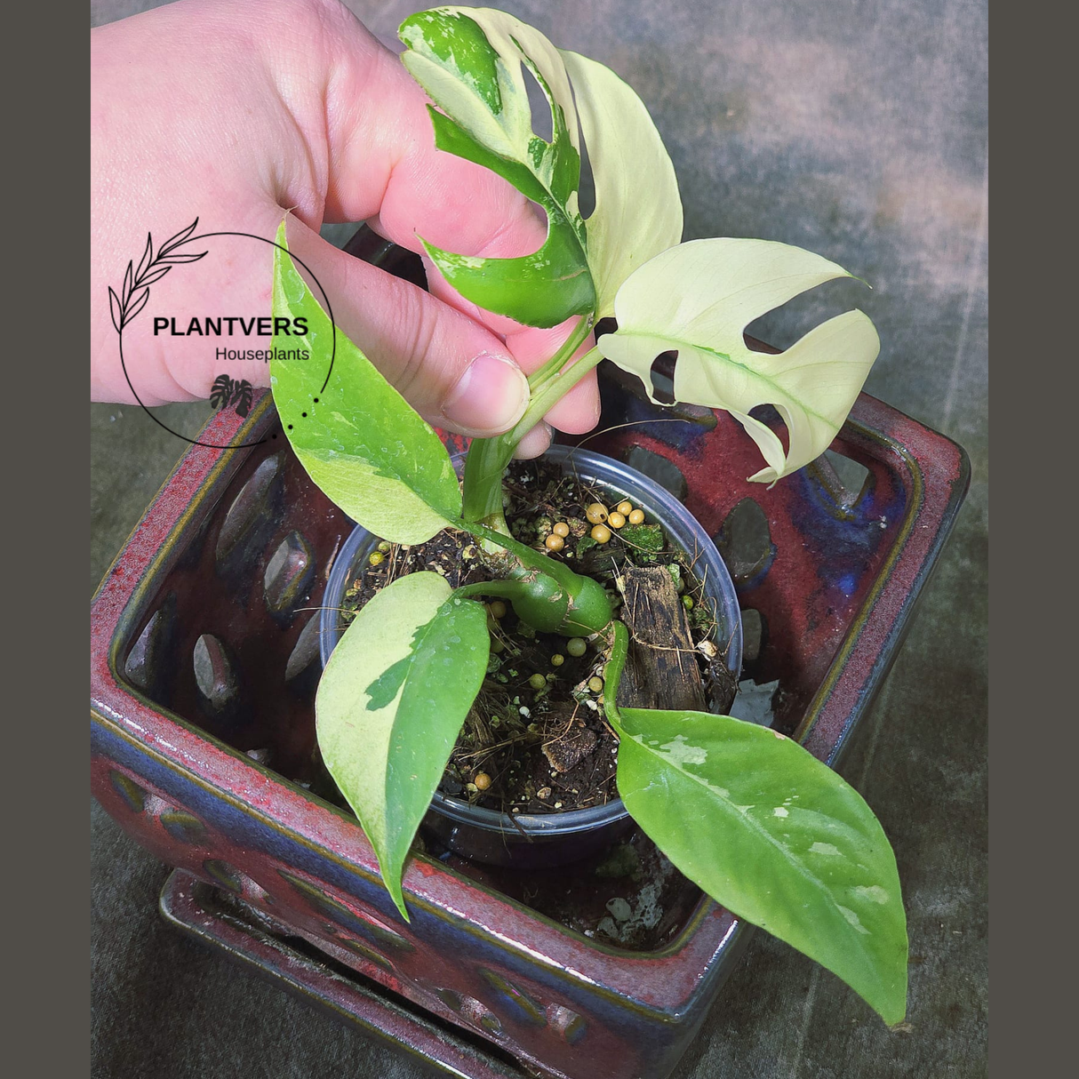 Variegated Rhaphidophora Tetrasperma Albo - Rare Collector Plant - Exact SAME Plant - US Seller