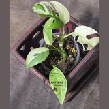 Variegated Rhaphidophora Tetrasperma Albo - Rare Collector Plant - Exact SAME Plant - US Seller