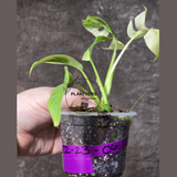 Variegated Rhaphidophora Tetrasperma Albo - Rare Collector Plant - Exact SAME Plant - US Seller