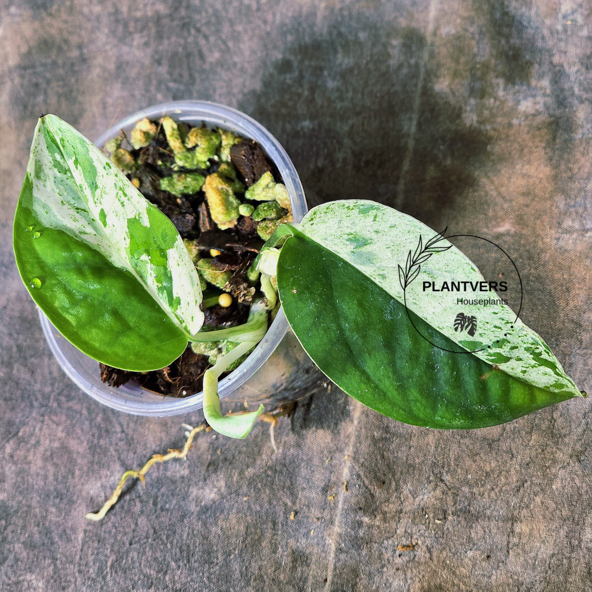 RARE Variegated Epipremnum Pinnatum Albo Plant - Exact Plant - US Seller