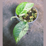 RARE Variegated Epipremnum Pinnatum Albo Plant - Exact Plant - US Seller