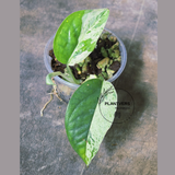 RARE Variegated Epipremnum Pinnatum Albo Plant - Exact Plant - US Seller