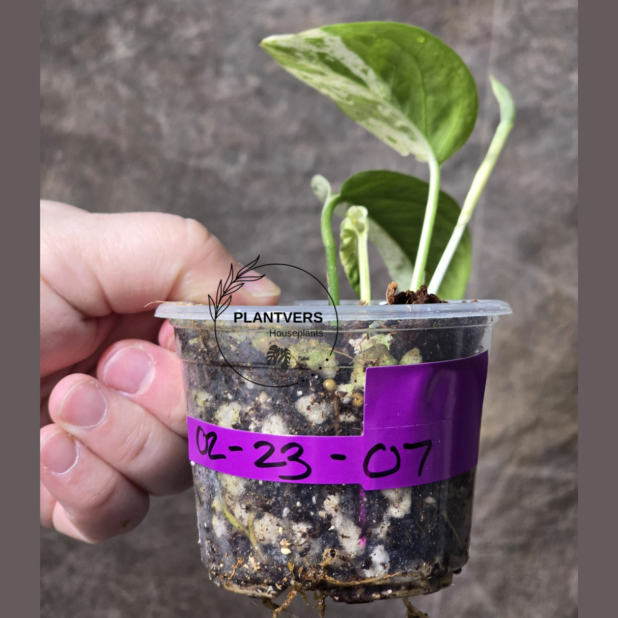 RARE Variegated Epipremnum Pinnatum Albo Plant - Exact Plant - US Seller