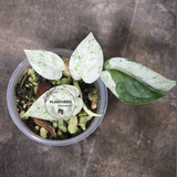 RARE Variegated Epipremnum Pinnatum Albo Plant in a Nursery Pot - Exact SAME Plant - US Seller