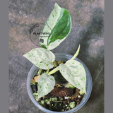 RARE Variegated Epipremnum Pinnatum Albo Plant in a Nursery Pot - Exact SAME Plant - US Seller