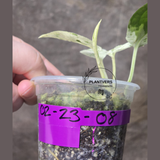 RARE Variegated Epipremnum Pinnatum Albo Plant in a Nursery Pot - Exact SAME Plant - US Seller